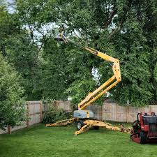 Why Choose Our Tree Removal Services in Middletown, IN?